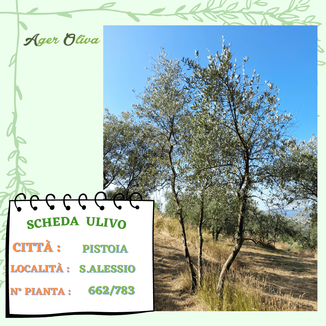 °662 Pistoia