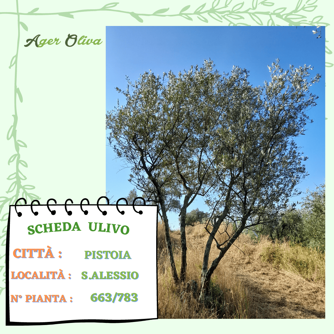 °663 Pistoia