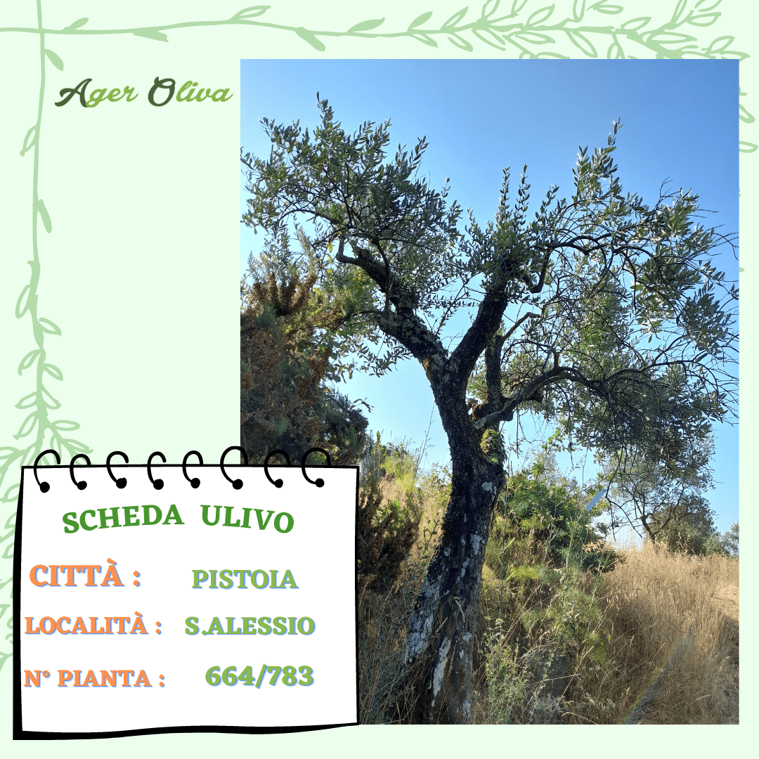 °664 Pistoia