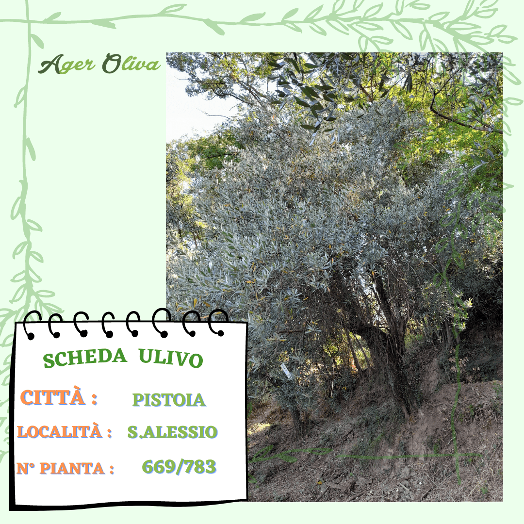 °669 Pistoia