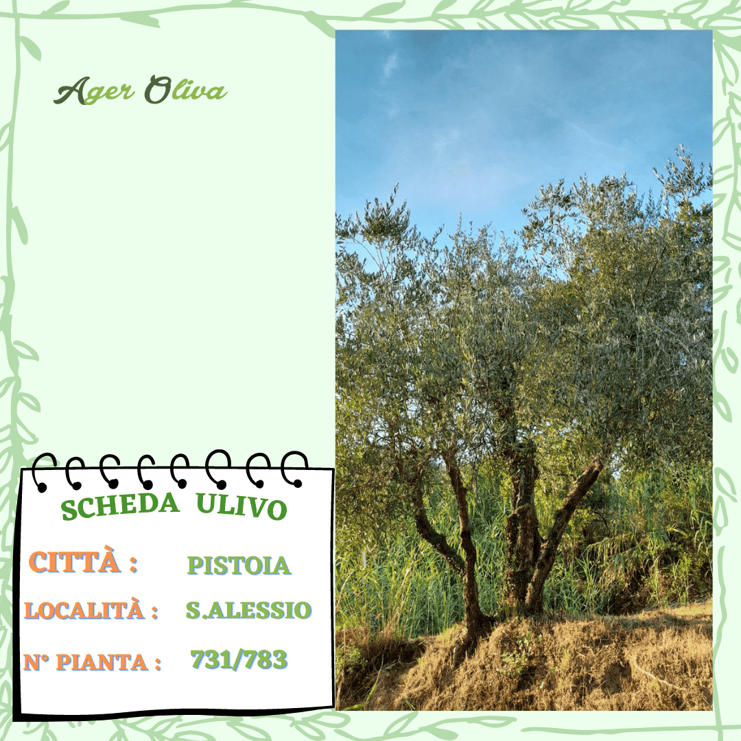 °731 Pistoia
