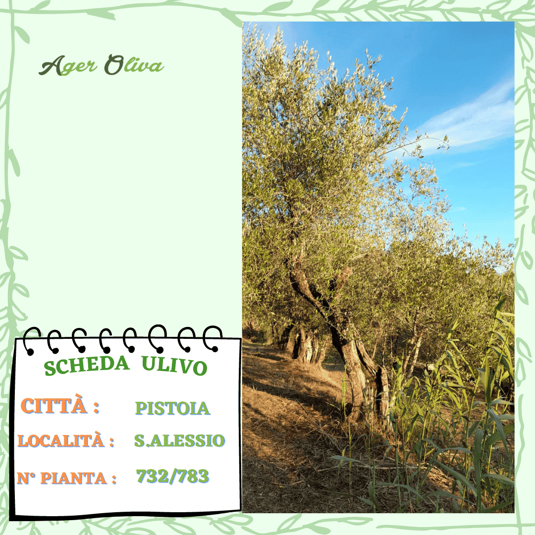°732 Pistoia