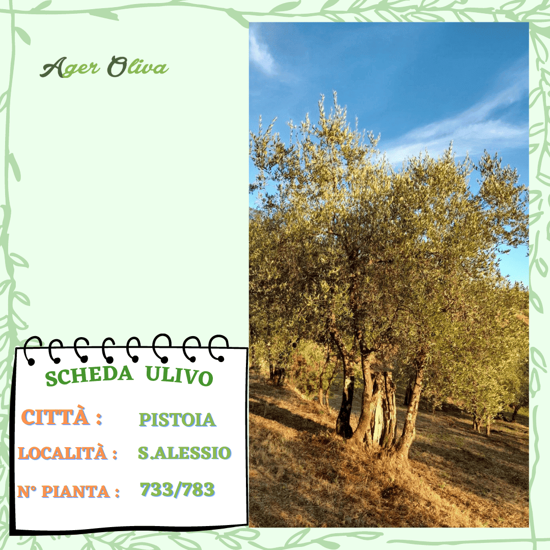 °733 Pistoia