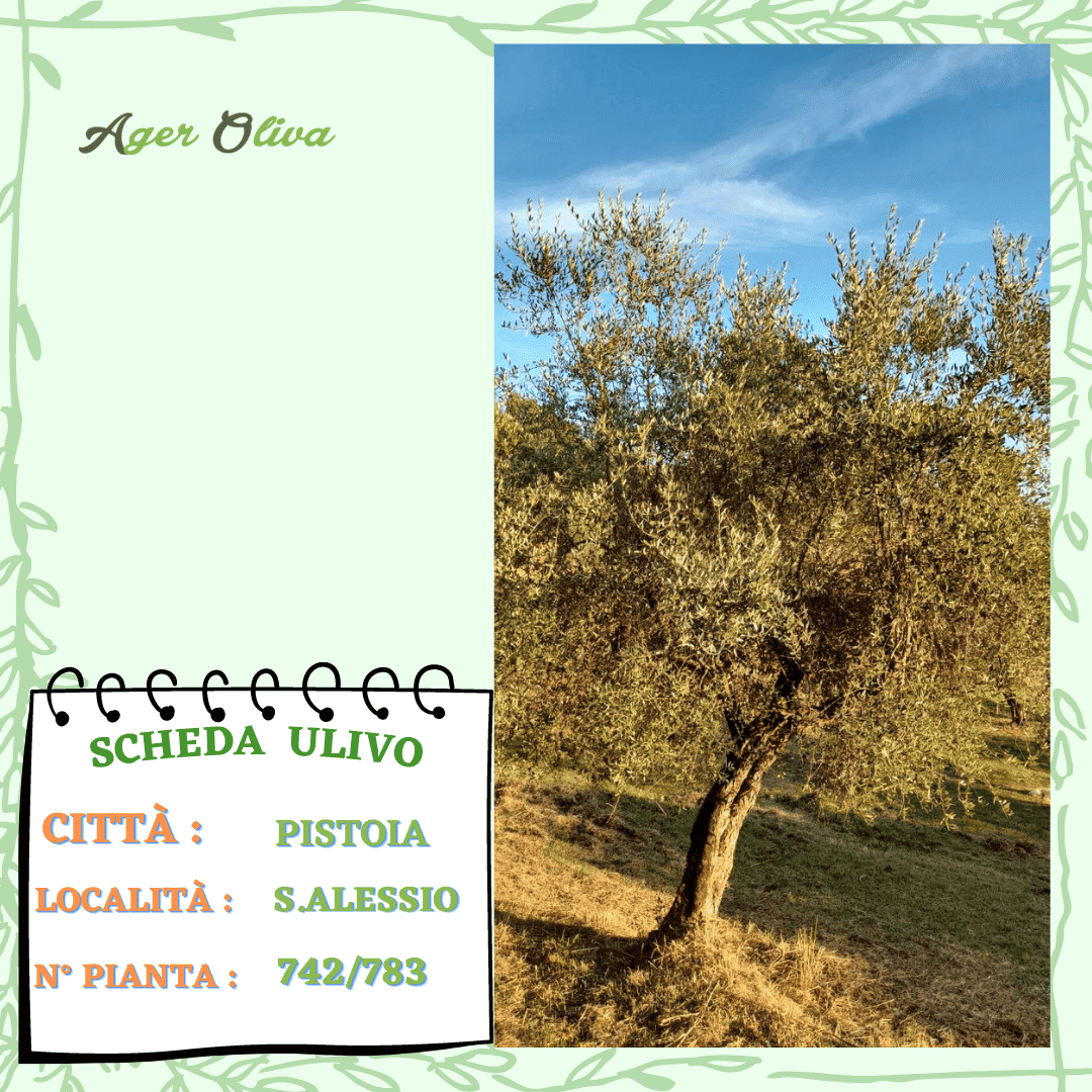 °742 Pistoia