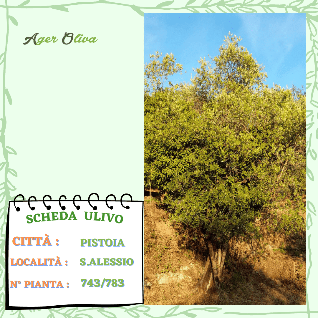 °743 Pistoia