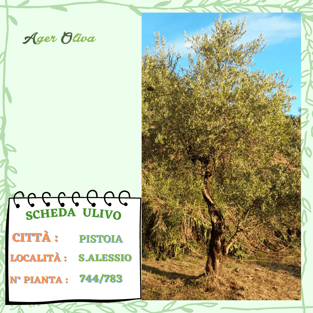 °744 Pistoia