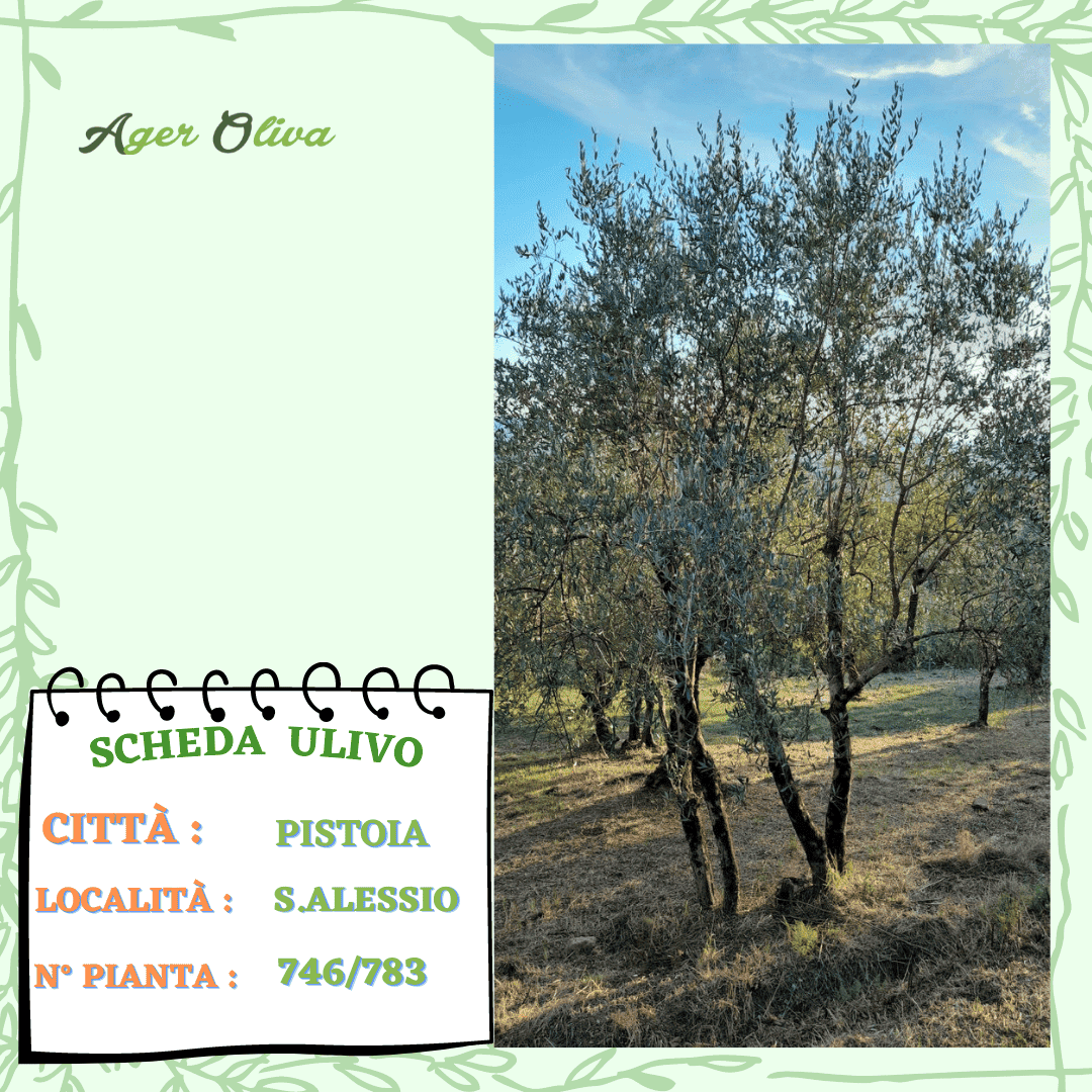 °746 Pistoia