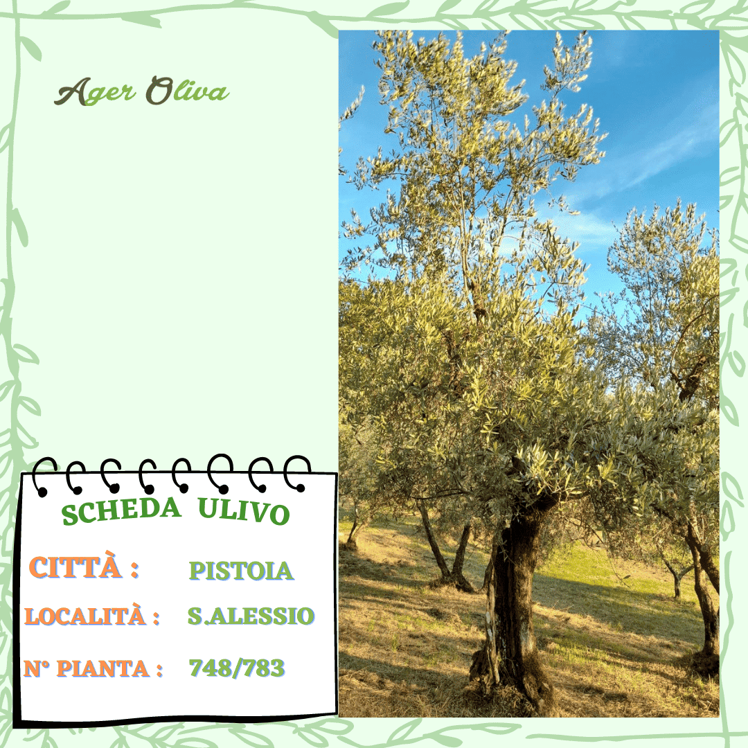 °748 Pistoia
