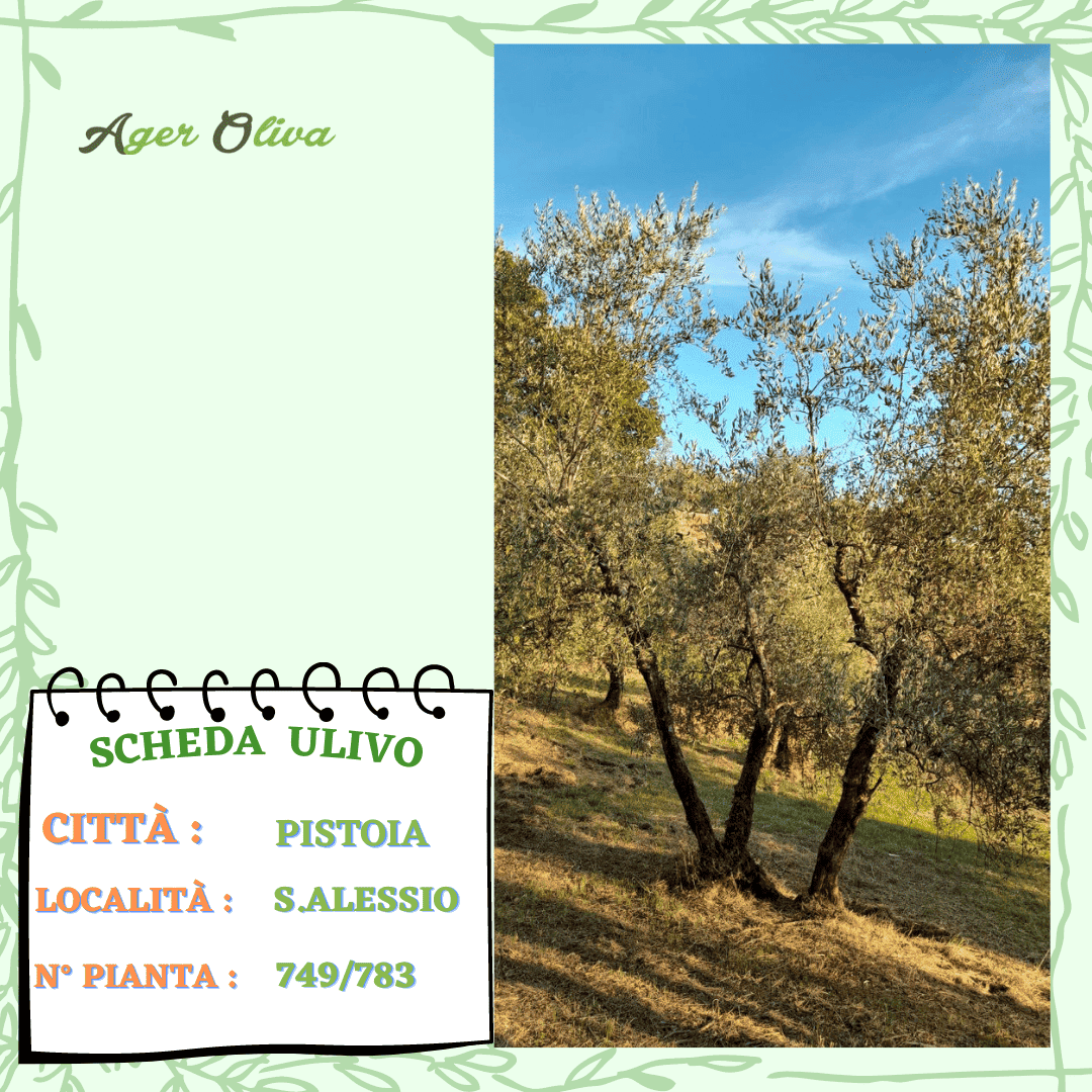 °749 Pistoia