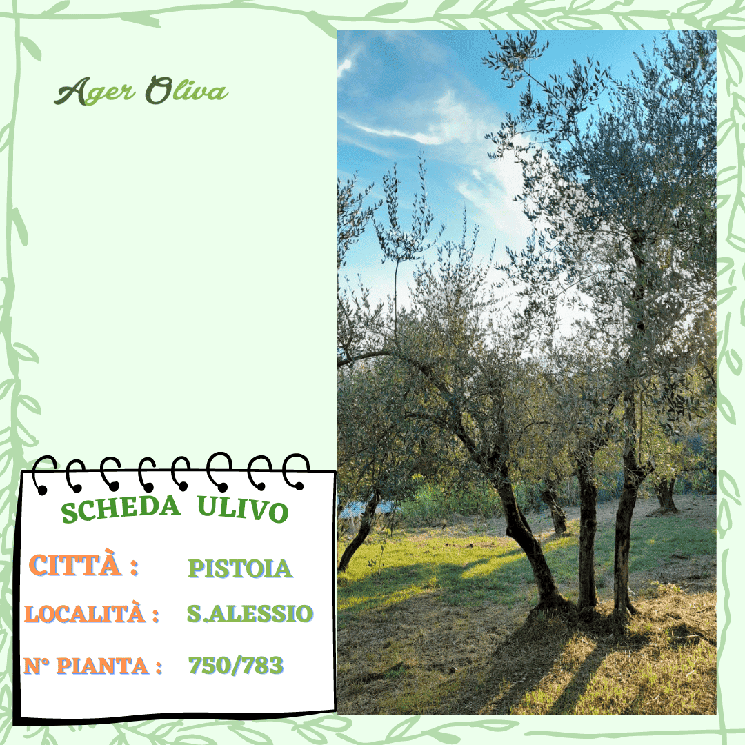 °750 Pistoia